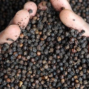 Pimienta negra cruda seca 5mm picante Premium grado alimenticio 100% puro Natural 25kg de Vietnam-Ws 0084989322607 - Product Image 3