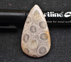 Fósil Coral cabujón AAA +, Gema de Coral fósil para joyería, todos los tipos, formas mezcladas para diseño de joyería, precio al por mayor, fósil - Product Image 6