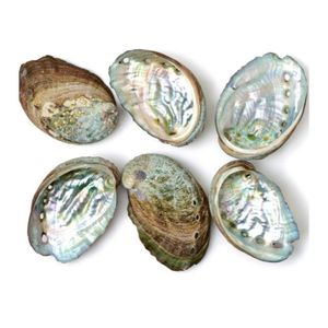 Concha de abulón artesanal hecha a mano, de mar de Vietnam - Product Image 1