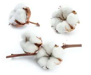 Rohbaumwolle zum Verkauf Kasachstan Usbekistan hochwertige Rohstoffe Bio-Baumwolle entkörnte Baumwolle