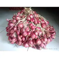 Produit de légumes liliacées-oignon rouge frais et séché