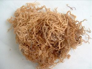 Algues Gracilaria séchées aromatisées et assaisonnées Bag-Hana par Viet Delta - Product Image 3