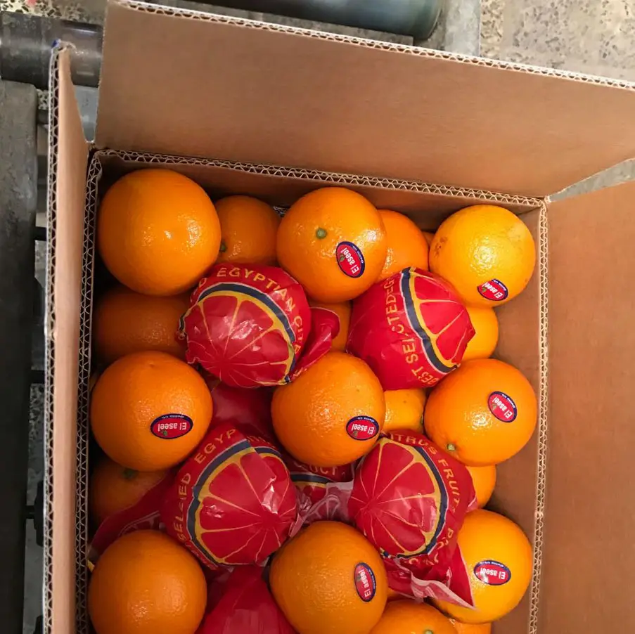 בתפזורת תפוזים סיטונאי טרי תפוזים יבוא תפוזים