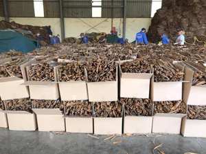 Nouvelle Récolte de Cannelle Cassia Épicée du Vietnam AD, Épice Séchée en Morceaux, Traitement Brut, pour la Marque Certifiée Phalco - Product Image 4