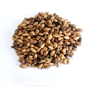 สมุนไพรต้นกำเนิดที่ดีที่สุดของอินเดีย Neemboli -Nimboli (Azadirachta Indica) สำหรับการหว่านและสุขภาพ - Product Image 1