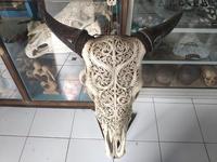 Tengkorak Kerbau Ukir, Tengkorak Domba Ukir, Tengkorak Sapi Ukir Bali Tulang Asli Ukiran Dekorasi Rumah