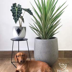 Limited Designs Egg-Shaped Flower Pot Planter in Natural Black White <b>for</b> Home Garden Concrete Floor with Mall Color Boughpot - Product Image 5