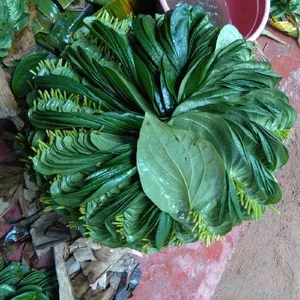 Hoja de betel fresca de alta calidad de Sri Lanka