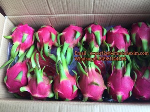 ผลไม้ที่ดีและสุขภาพดีสดมังกรผลไม้สีแดงและสีขาวเนื้อบรรจุ9กิโลกรัมต่อกล่องที่มีเกรดหนึ่ง - Product Image 3