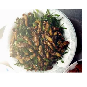 Cicadae/seca cicadae de Vietnam/mejor precio y de alta calidad/Whatsapp: + 84-845-639-639