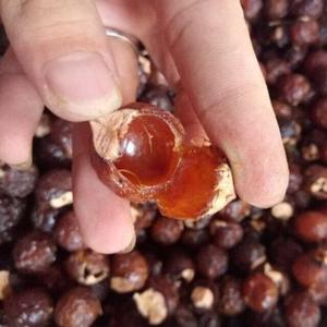 Noix de savon en gros / Noix de savon biologique - Product Image 2