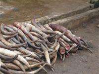 Cuerno decorativo de búfalo para el hogar y la vajilla, embalaje personalizado - Product Image 6