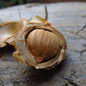 Núcleos de Albaricoque Dulces Premium, Crudos y Secos, Origen Sudáfrica, Grado Alimenticio Pre-ordene Ahora - Product Image 1