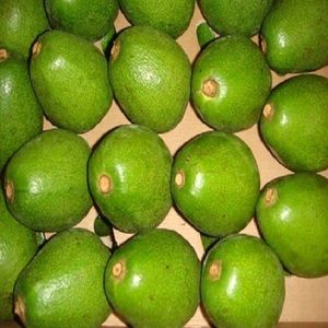 FUERTE AVOCADO Available - Product Image 1