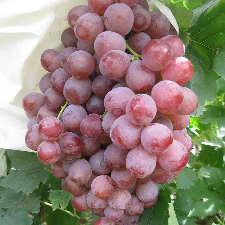 Fresh Red Grapes for sale Best Fresh Green Grapes