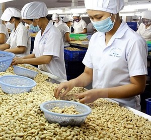 Nuez de Anacardo Cruda Seca de Primera Calidad, Sudáfrica (Mayor Productor de Anacardos). Empaque de Cartón de 80 kg con Certificación ISO para Alimentos, 2 Años de Duración - Product Image 1