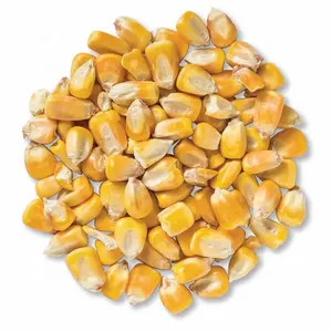 Animal Feed Grade Yellow Corn Maize Grain, Seeds Whole Corn for Birds, Squirrels and Deer