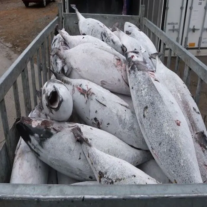 2021 ventes Albacore Congelé Longe de Thon, Listao Indonésie Congelés Katsuwonus Pelamis Bonite/Acheter Congelés Thon À Nageoires Jaunes