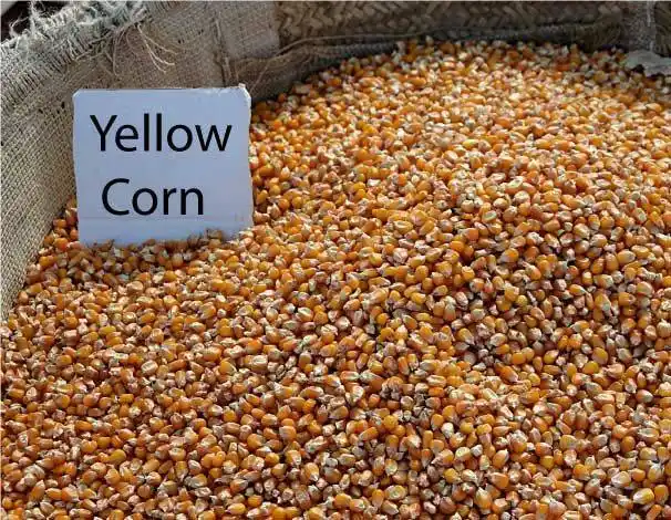 Affordable Dried Yellow Maize Corn, Non-GMO Yellow Corn & White Corn/Maize for Human & Animal Feed