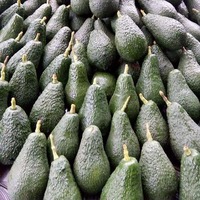 Biologische Fuerte avocado groothandels in Europa - Premium kwaliteit verse avocado's met groene schil, 3cm, uit Zuid-Afrika