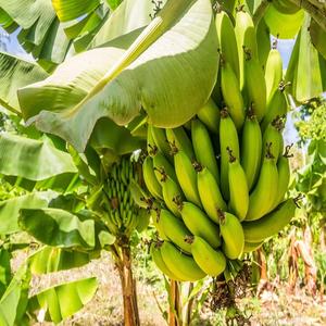 High Quality <b>Fresh</b> Cavendish <b>Bananas</b> with Competitive Price - Product Image 3