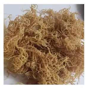 Artesanato selvagem Irlandês Moss/ Eucheuma Cottonii Exportar para os EUA para Fazer Sea Moss Gel // Ms. Esther (WhatsApp: + 84 963590549)