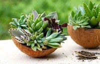 Pot Tanaman Gantung dari Tempurung Kelapa Berkualitas Tinggi, Pot Bunga dari Tempurung Kelapa dengan Tali Gantung dan Dekorasi, Desain Kustom untuk Taman