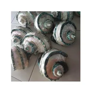 绿色头巾外壳海滩装饰抛光绿色珍珠结婚外壳大尺寸来自越南