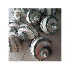 Coquille de Turban Verte Décoration de Plage Coquille de Perle Verte Polie Mariage Grande Taille en provenance du Vietnam - Product Image 1