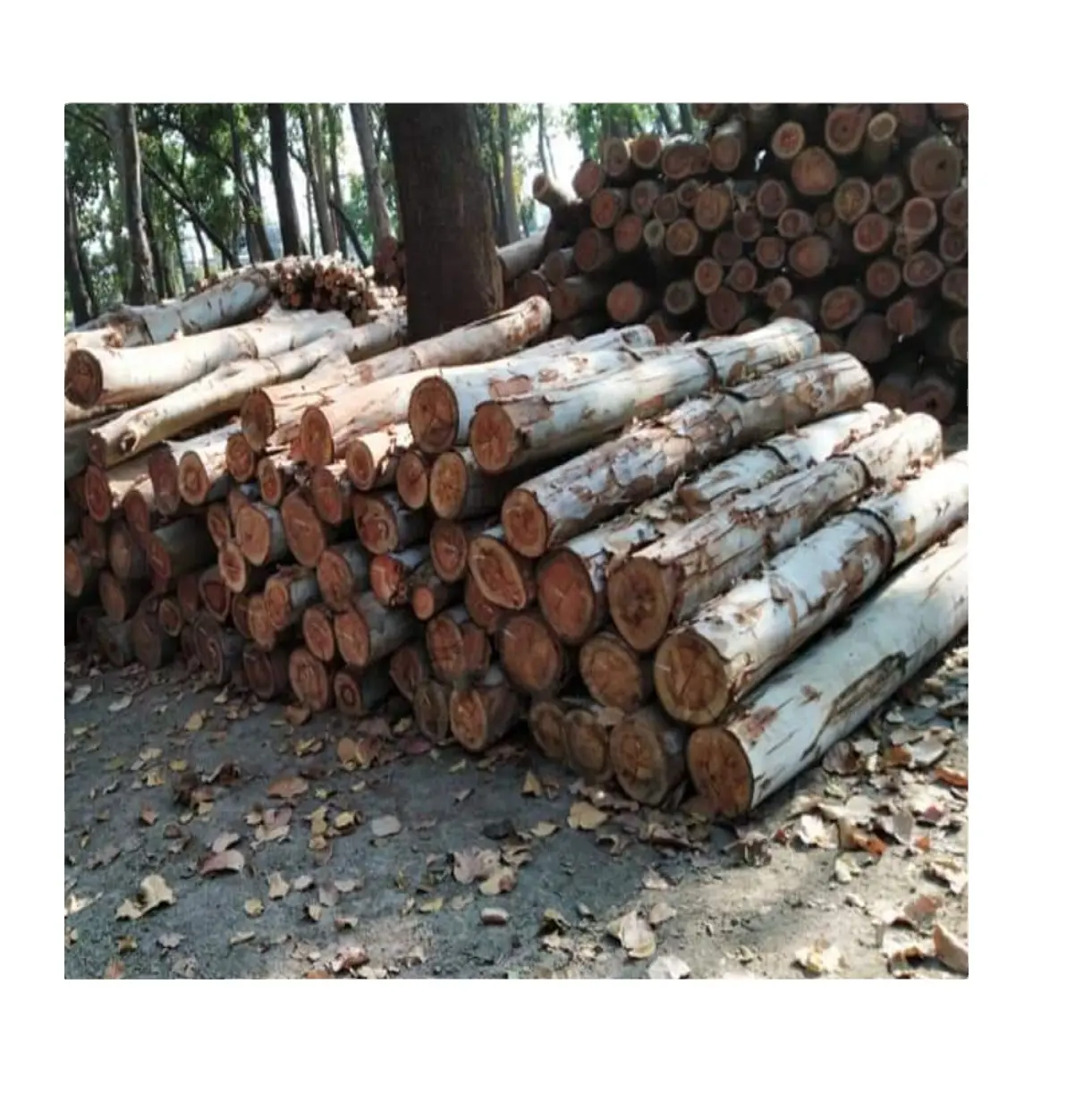 हार्ड लकड़ी लकड़ी की आपूर्ति क्षमता 1000000 घन मीटर/घन मीटर प्रति मोंट हार्ड लकड़ी