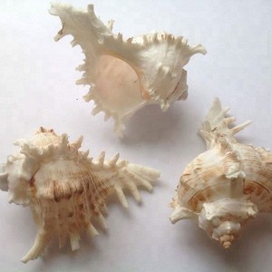 Coquille de cauris géante naturelle polie, toucher réel, forme naturelle, blanc brun tacheté, objet d'art, objet de collection, décoration intérieure - Product Image 1