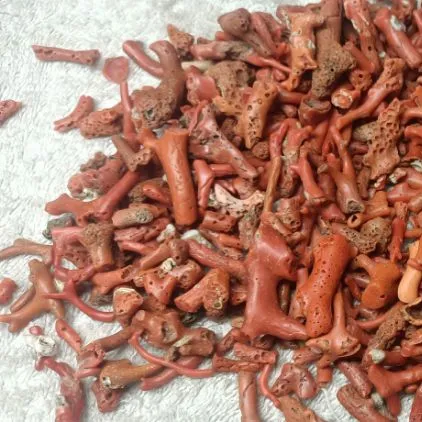 Natural Italian Red Coral Rough Rare Wholesaler prices