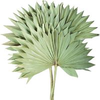 Feuilles de palmier séchées exotiques séchées pour la décoration de mariage décoration de fête feuilles de palmier Jambo pour une décoration au toucher réel