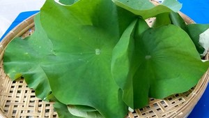 Feuilles de lotus séchées pour thé // extraits de lotus - Product Image 6