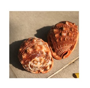Vietnamese Seashells Home Decoration in Bulk - Natural Big Helmet <strong>Shell</strong> - Product Image 4