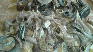 Corno di Pecora Grezzo Lucidato per la Realizzazione di Manici di Coltelli in Stile Animale di Alta Qualità - Arte e Collezionismo - Product Image 4