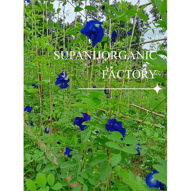 Supanij Organic Dried Butterfly Pea Flower Beauty Health Herbal Tea OEM Grade A Best Quality from Thailand for 100% Export