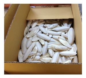 Nettoyer les os de seiche séchés/os de calmar du Vietnam - Product Image 2