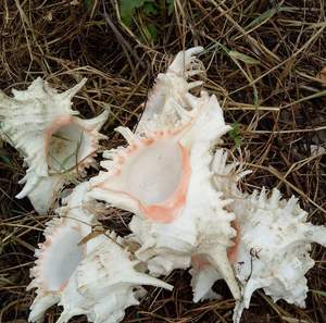 Conchas marinas naturales, conchas de vieiras, artesanías (Ms. Silky) - Product Image 3