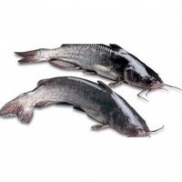 Poisson glacé, 20 animaux domestiques de haute qualité, poisson-chat, givré, prix total