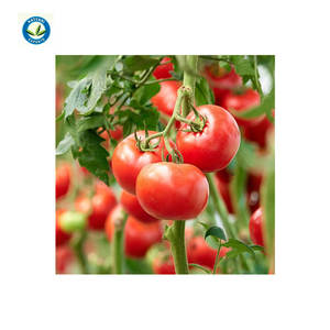 Venta al por mayor de aceite de semilla de tomate de excelente calidad a buen precio - Product Image 1