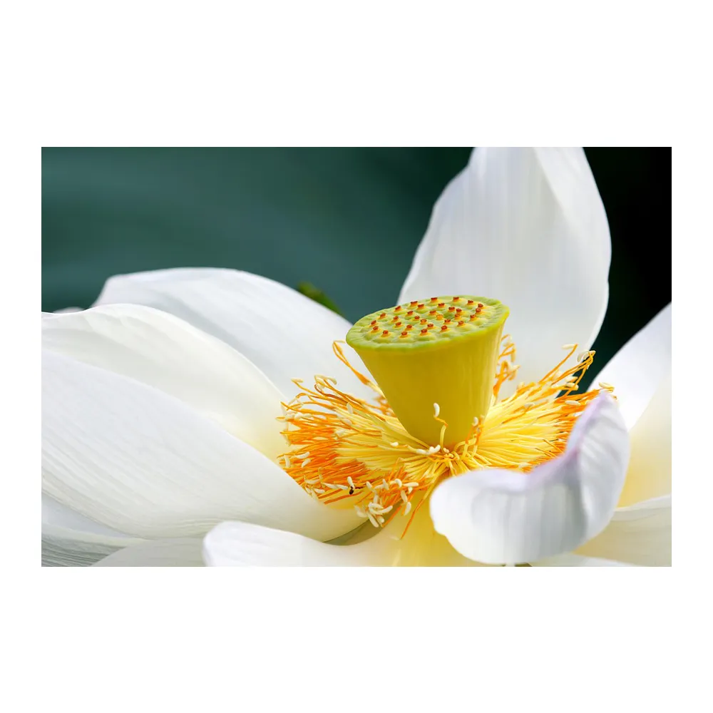 Ароматы Agilex White Lotus Flow EPA Safer Choice, 5374630 ароматическое масло с белым грейпфрутом и увлажняющими зеленями