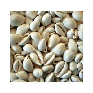 สินค้าขายดี เปลือกหอยธรรมชาติจากเวียดนาม สำหรับทำเครื่องประดับ งานฝีมือตกแต่ง - Product Image 3