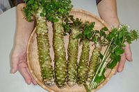 Poudre de wasabi épicée 100% pure en bouteille de 15g MAZUMA Sans additifs Assaisonnements japonais Sushi Sashimi Steak Grill Fabriqué au Japon