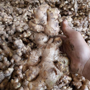 ราคาต่อตันของขิงสดจากเวียดนาม - Product Image 1