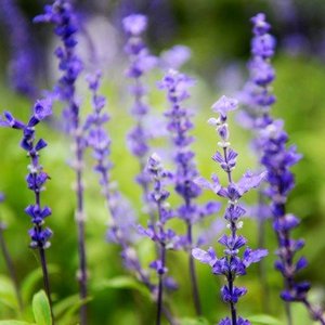 Hidrosol de Salvia Esclarea 100% Puro de la Mejor Calidad, Certificado GMP, Venta al por Mayor, Etiquetado Privado, Logotipo Personalizado, Precio Competitivo, Hecho Fresco - Product Image 4