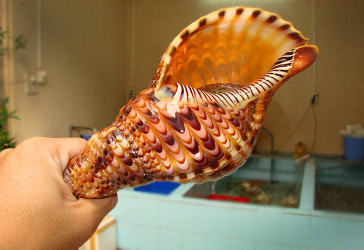 ธรรมชาติ