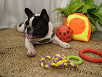 Sac à dos pour animaux domestiques, fermeture éclair, accessoire, à la mode, pour chiens, vêtements et accessoires, bandana, nœuds