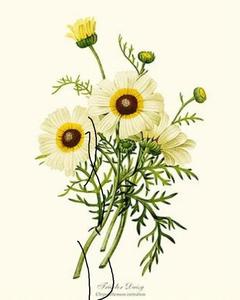 Toallas de Cocina de Alta Calidad, Toallas de Tela de Algodón para Cocina - Product Image 2