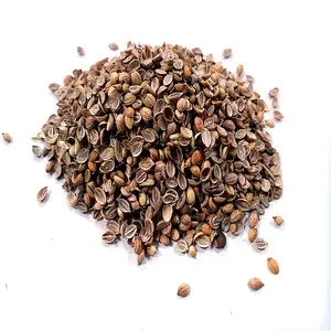 Coriander split dhaniya coriandrum satividade, ricas em imunidade impulsionando antioxidantes, também bom para saúde cardíaca